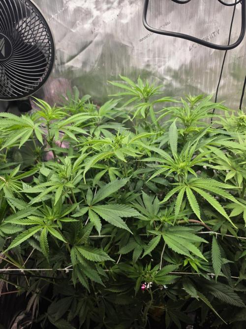 Bloodmoon and Mimosa - Grow 2. Week 9