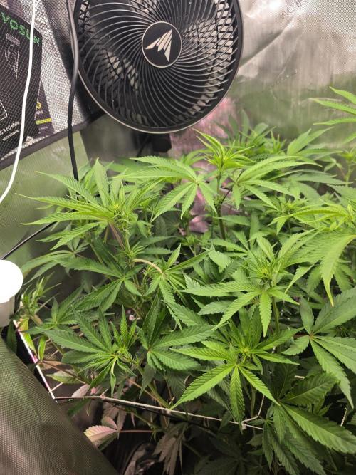 Bloodmoon and Mimosa - Grow 2. Week 9