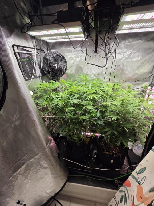 Bloodmoon and Mimosa - Grow 2. Week 9