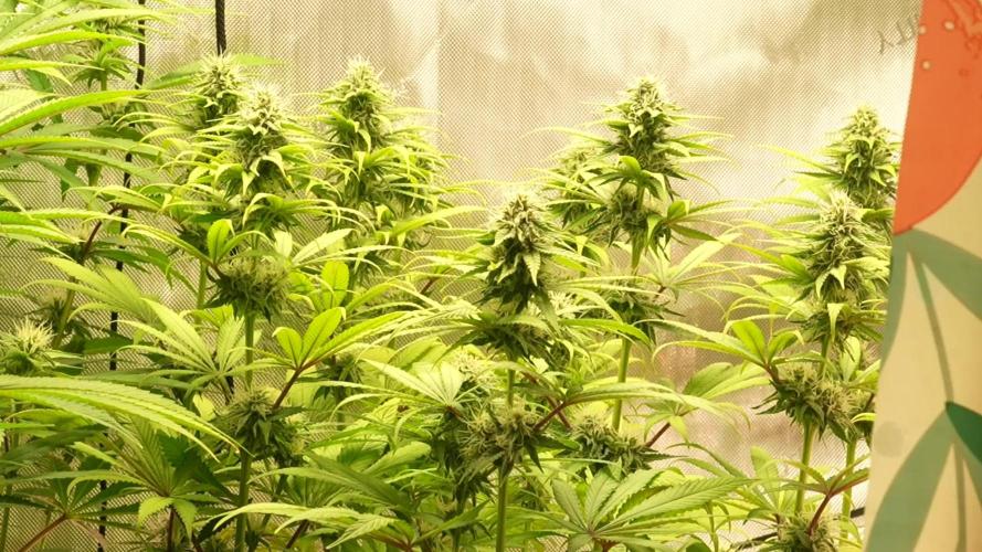 Bloodmoon and Mimosa - Grow 2