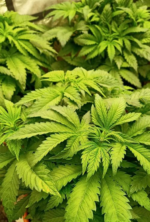 White Window/ První grow. Week 1