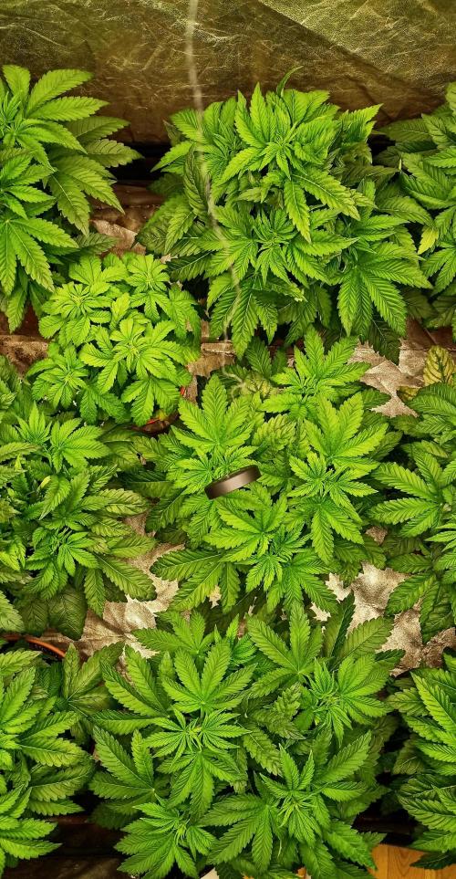 White Window/ První grow. Week 1