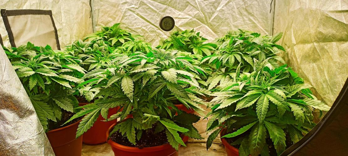 White Window/ První grow. Week 1