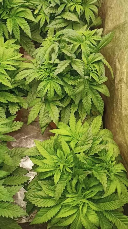 White Window/ První grow