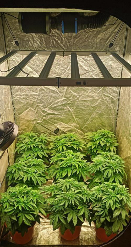 White Window/ První grow. Week 2