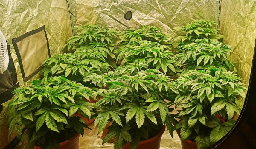 White Window/ První grow. Week 2