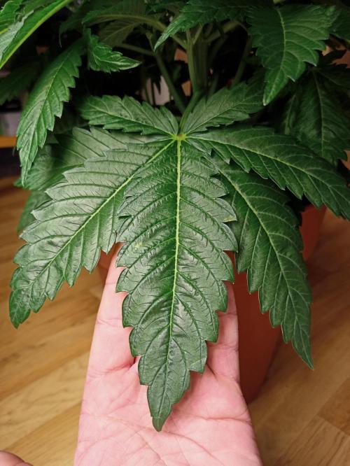 White Window/ První grow. Week 2