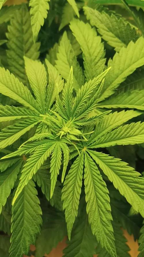 White Window/ První grow