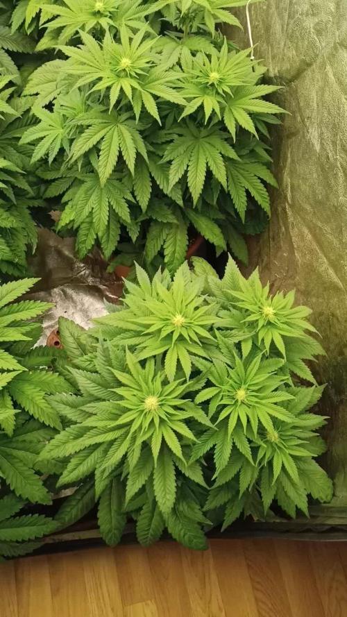 White Window/ První grow