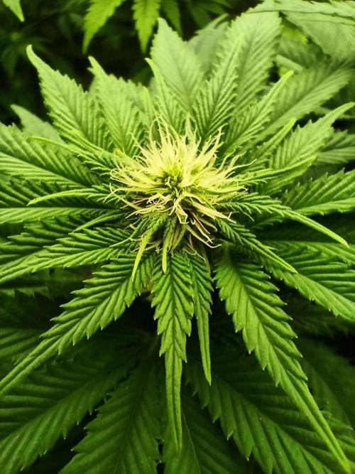 White Window/ První grow. Week 3