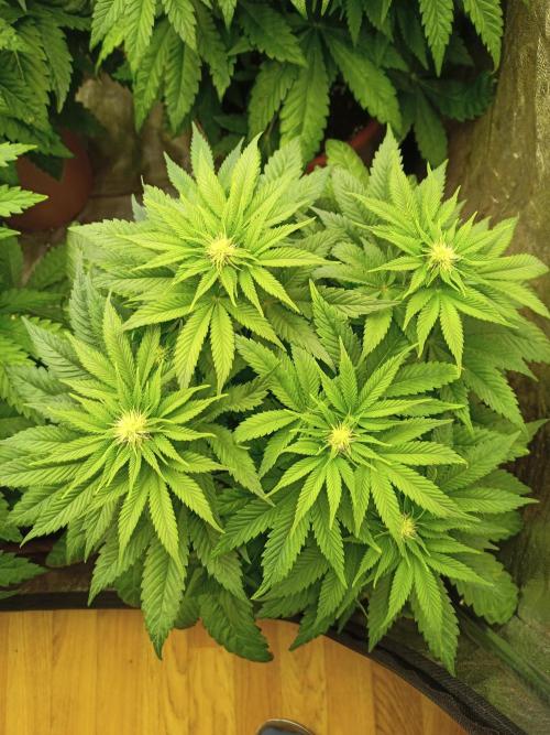 White Window/ První grow. Week 3