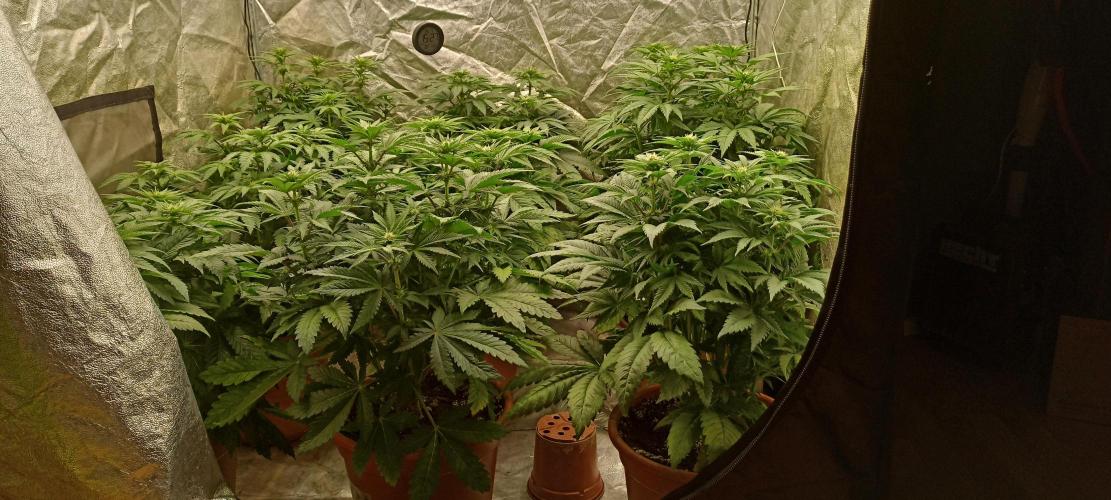 White Window/ První grow. Week 3