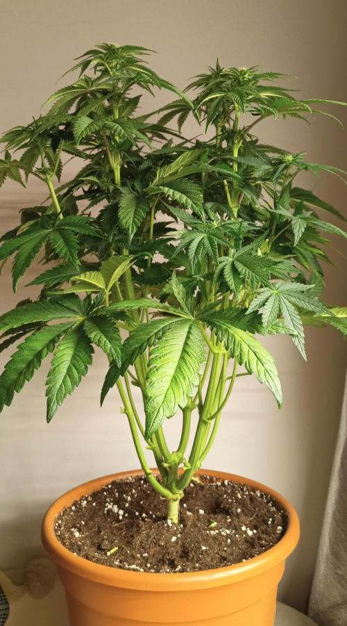 White Window/ První grow. Week 3