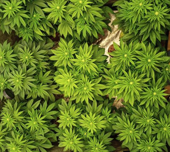 White Window/ První grow. Week 3