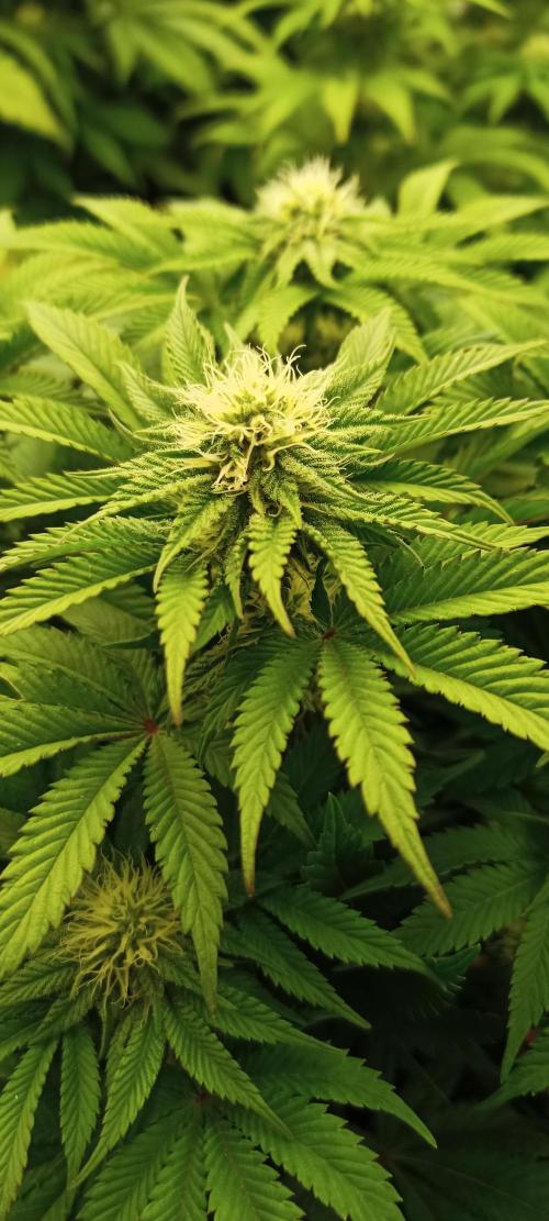 White Window/ První grow. Week 4