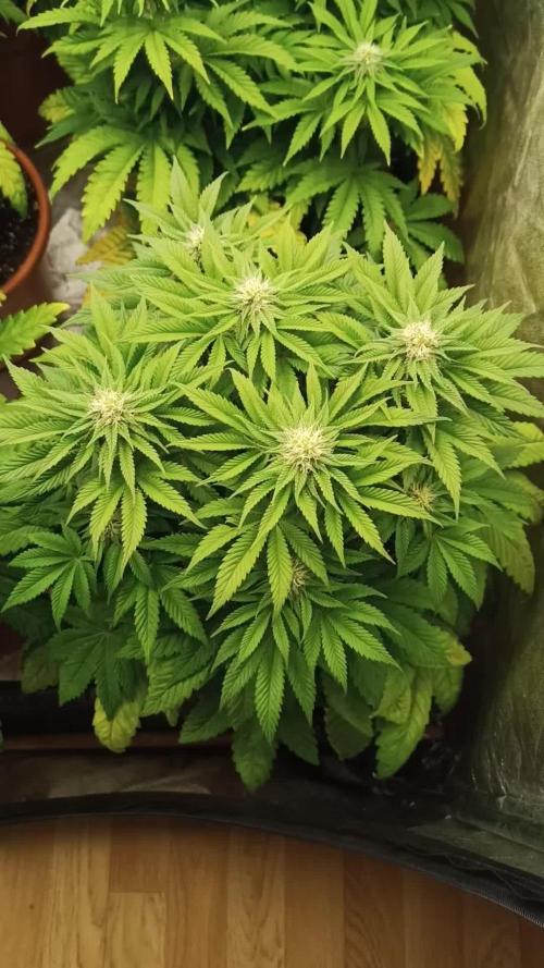 White Window/ První grow