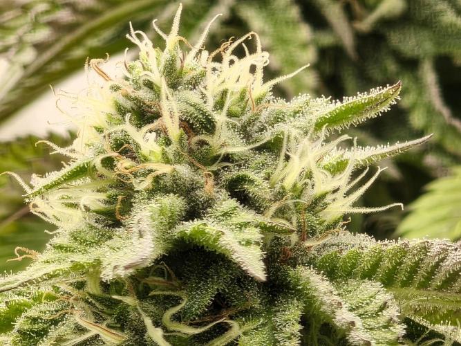 White Window/ První grow. Week 5