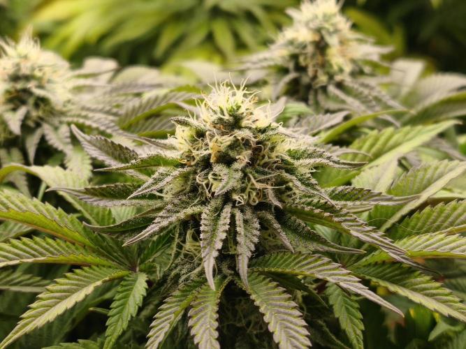 White Window/ První grow. Week 5