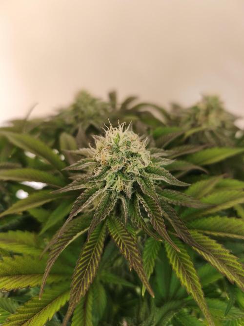 White Window/ První grow. Week 6