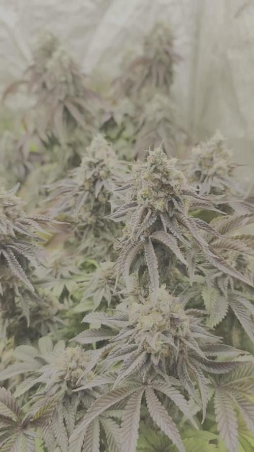 White Window/ První grow