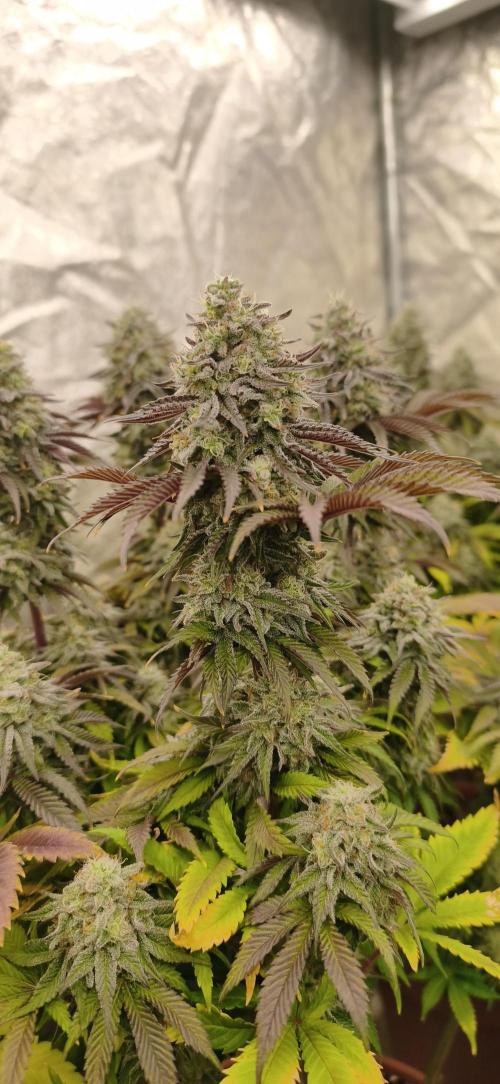 White Window/ První grow. Week 8