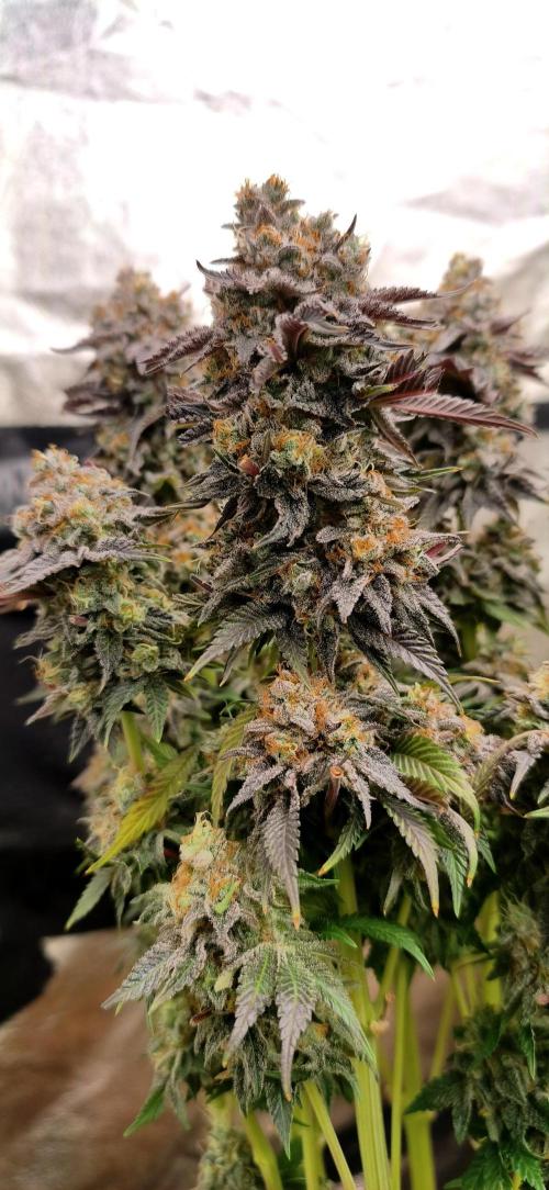 White Window/ První grow. Week 9