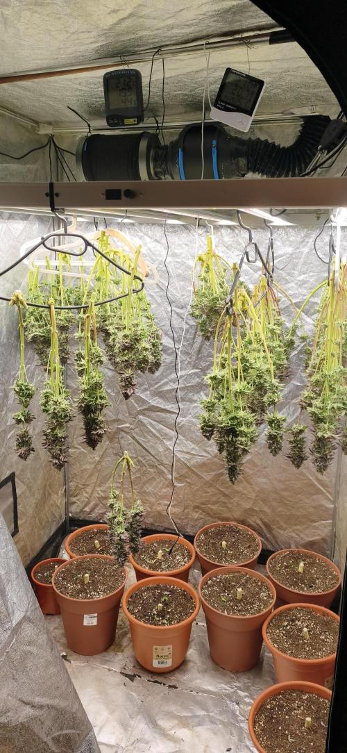 White Window/ První grow. Week 10