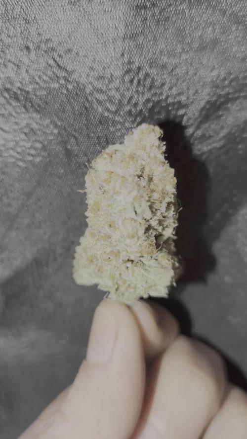 White Window/ První grow
