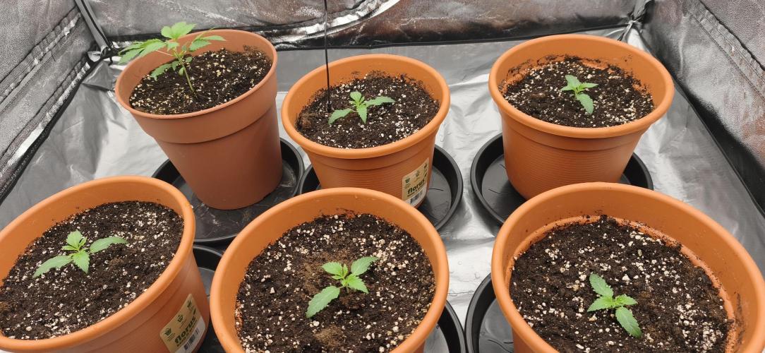 Ice Cream Cake. Week 0