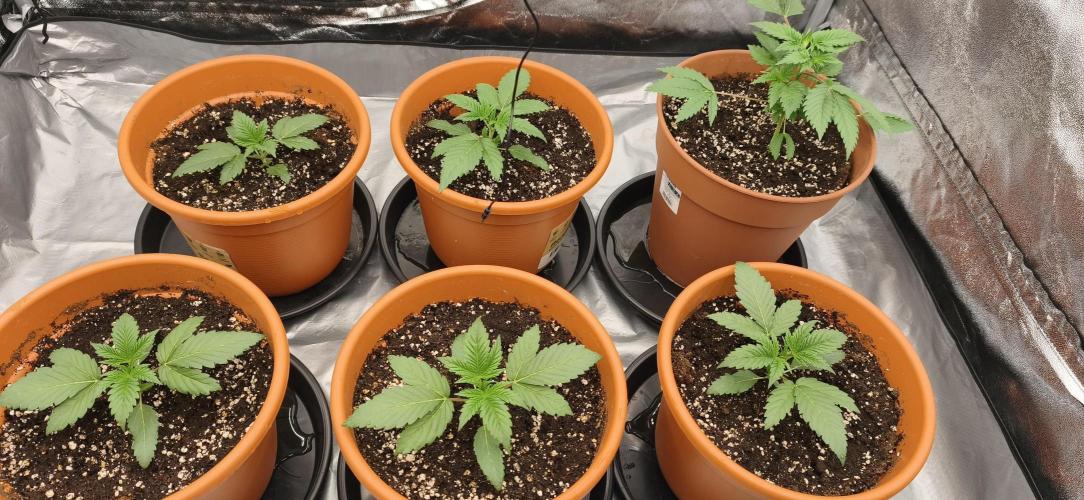 Ice Cream Cake. Week 3