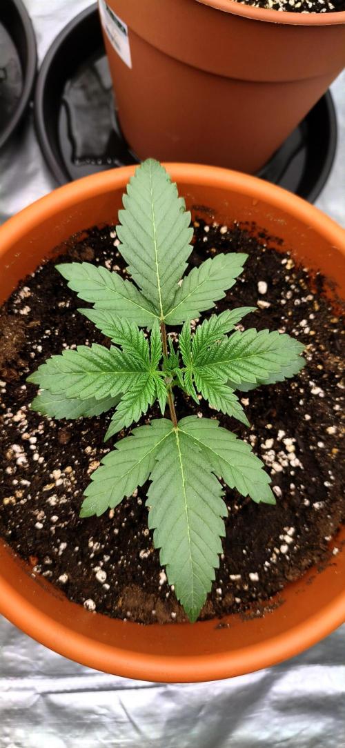 Ice Cream Cake. Week 3