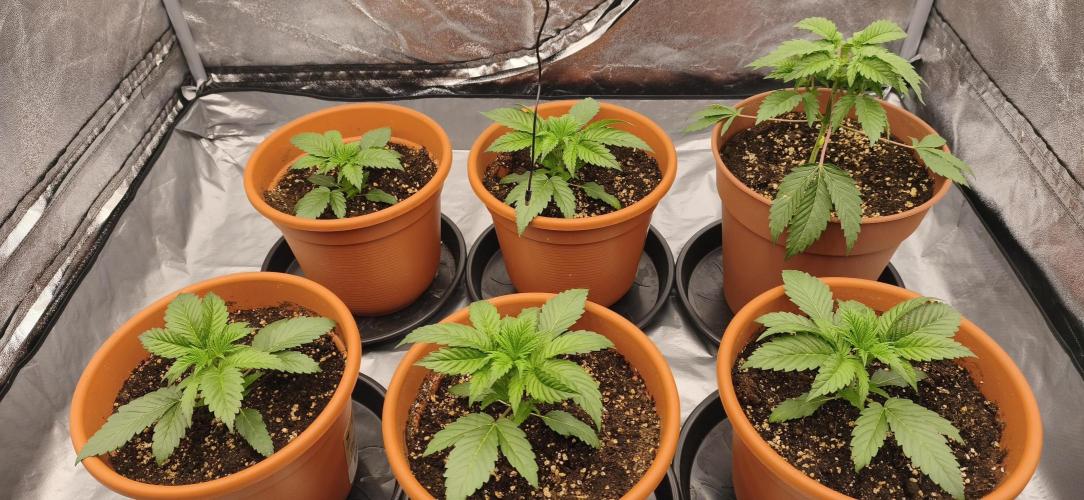 Ice Cream Cake. Week 4