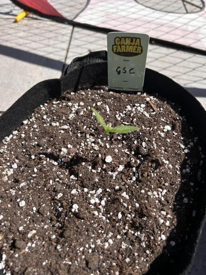 GG#42026. Week 1 - Praise the sun