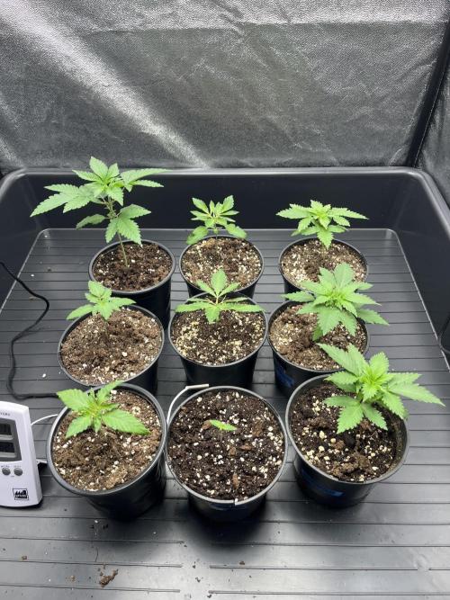 Latasse Garden  Grow Indoor / Outdoor97. Week 2