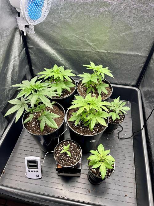 Latasse Garden  Grow Indoor / Outdoor97. Week 3