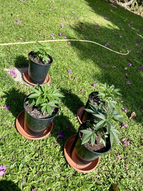 Latasse Garden  Grow Indoor / Outdoor97. Week 3