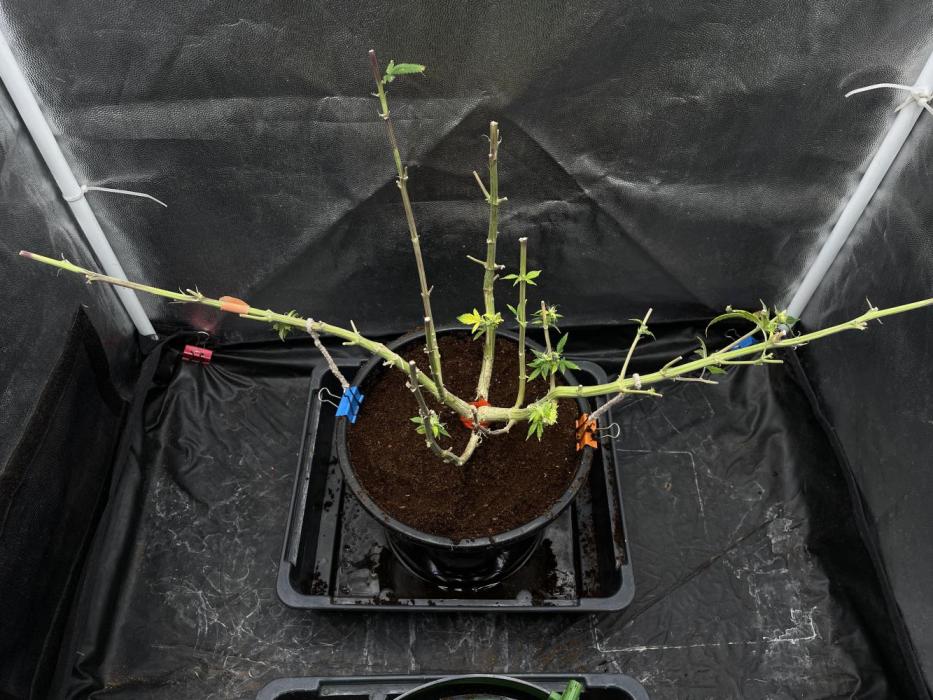 High society 🥥🥥. Week 14 - This amazing plant is in the process of regrowth, and there is a 50% chance that