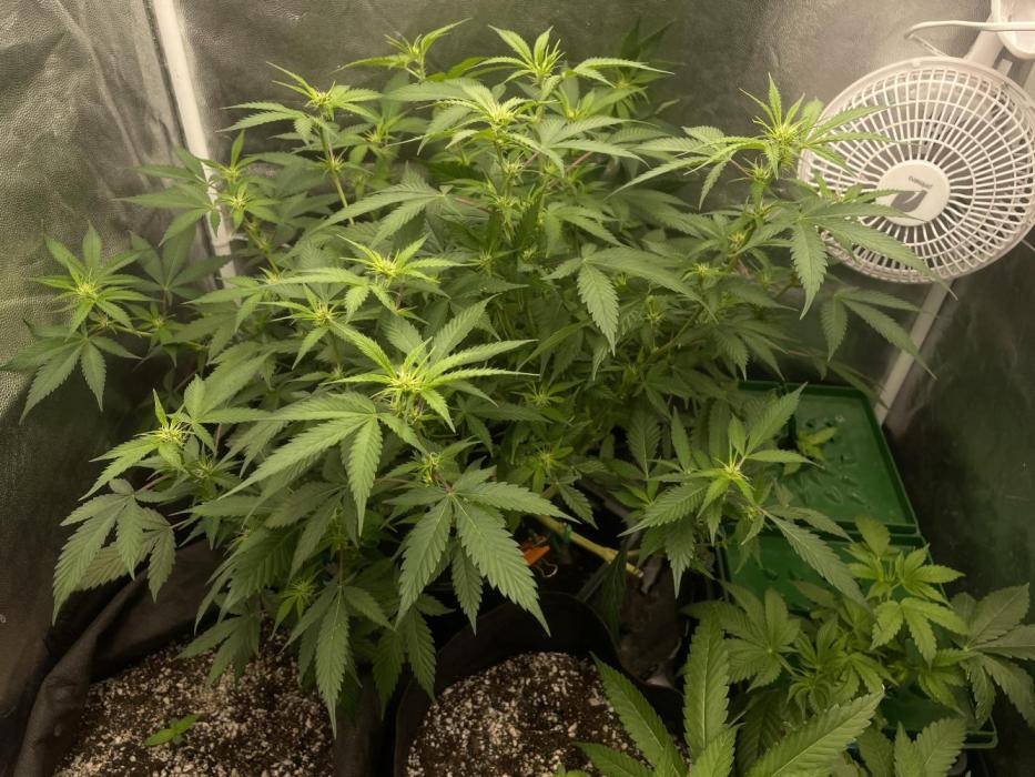 High society 🥥🥥. Week 2