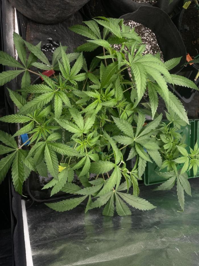 High society 🥥🥥. Week 3