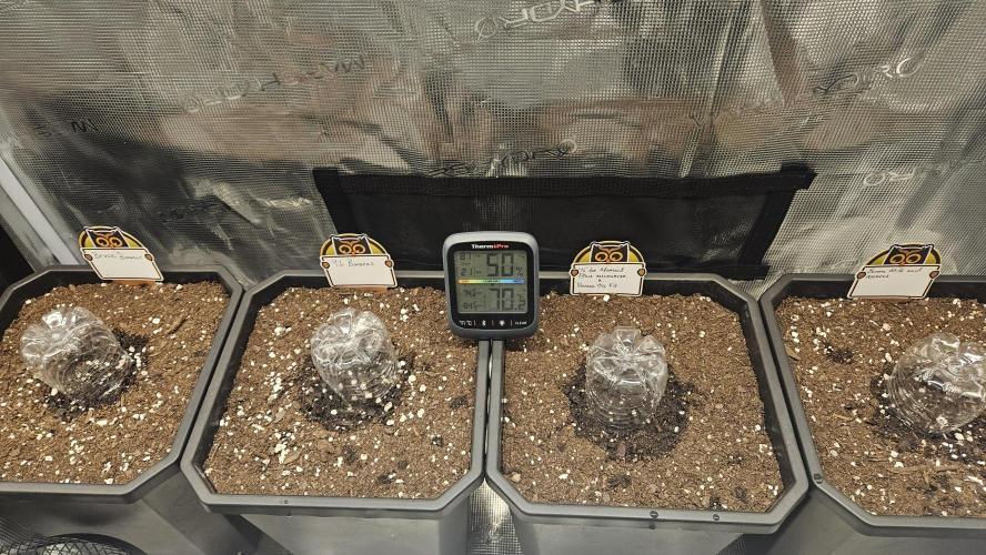 Night owl banana OG testers. Week 0