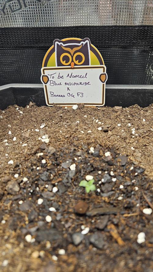 Night owl banana OG testers. Week 0