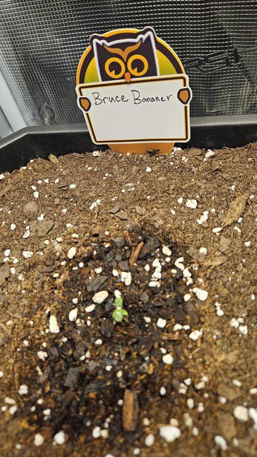 Night owl banana OG testers. Week 0