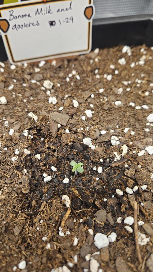 Night owl banana OG testers. Week 0