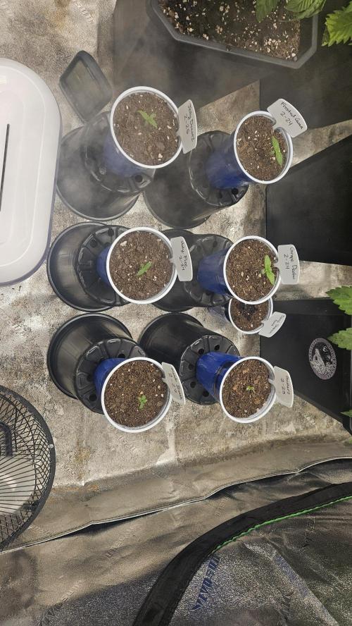 Air Cube Auto Run. Week 0