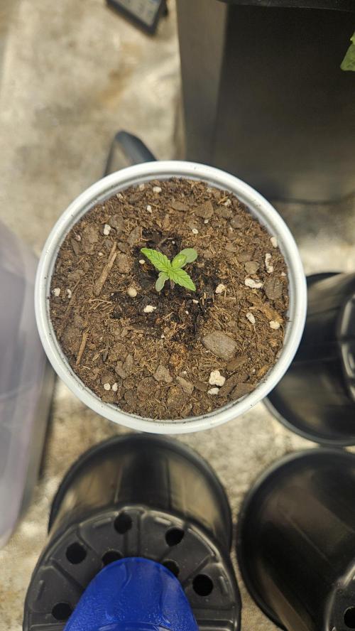Air Cube Auto Run. Week 0