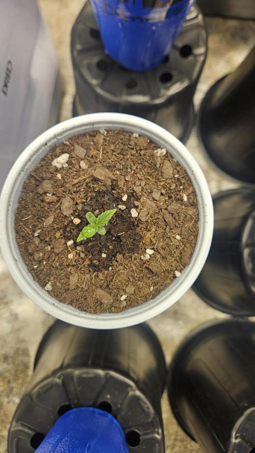 Air Cube Auto Run. Week 0