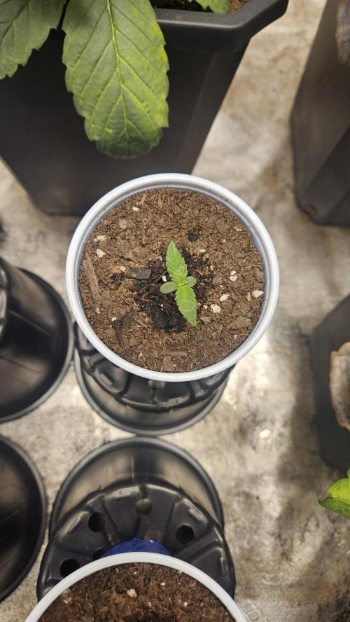 Air Cube Auto Run. Week 0