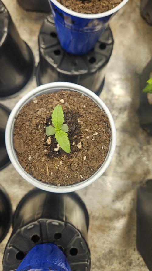 Air Cube Auto Run. Week 0