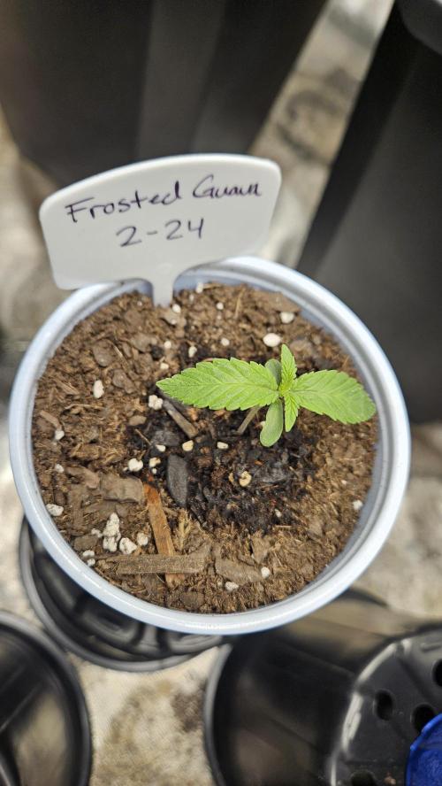 Air Cube Auto Run. Week 1