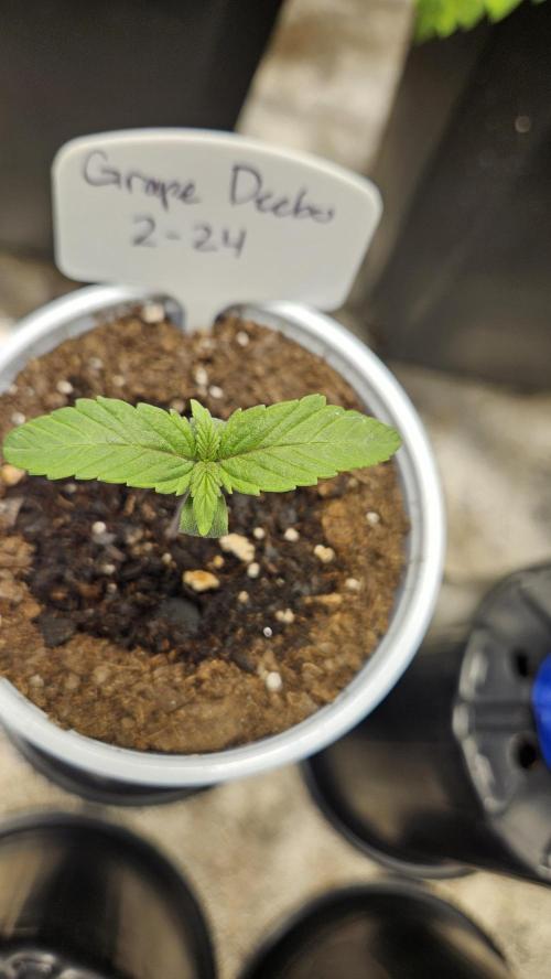 Air Cube Auto Run. Week 1